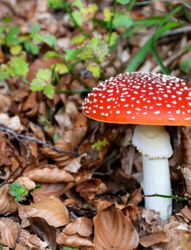 Amanita Muscaria legal online kaufen!